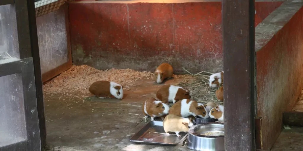 How Can You Create a Safe and Comfortable Habitat for Guinea Pigs?
