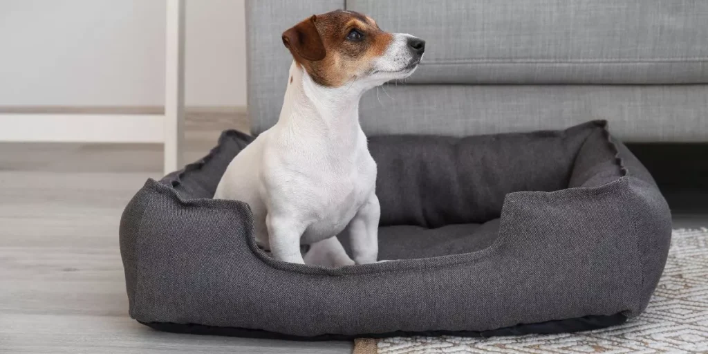 What Are the Best Dog Beds for Small Breeds?